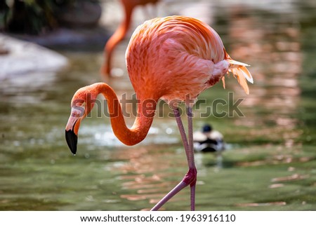 A beautiful American Flamingo walking in a pond. Royalty-Free Stock Photo #1963916110