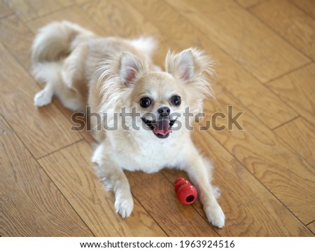 Chihuahua dog looking up from the flooring
