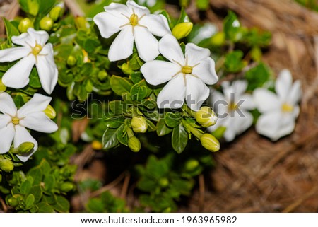Jasmine is a genus of shrubs and vines in the olive family. It contains around 200 species native to tropical and warm temperate regions of Eurasia and Oceania. 