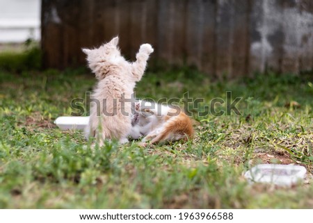 Very cute cream-colored kitten playing with her brother on a garden of a house