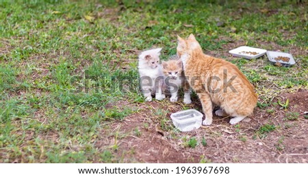 Very cute kitten staying with the family on a garden of a house