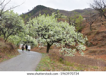 On a rainy day, the pear trees on the hillside are full of white pear flowers