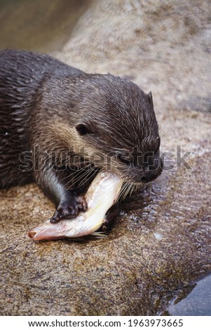An otter feeding on seafood