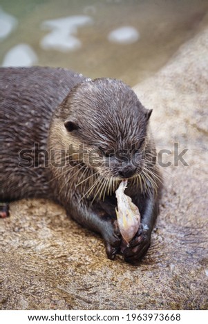 An otter feeding on seafood