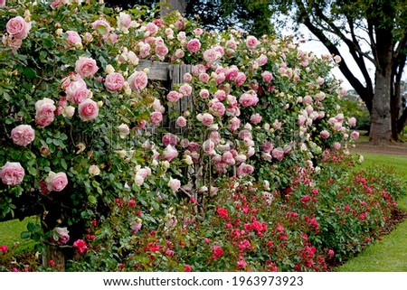 Rosa Pierre De Ronsard (Meiviolin).  A beautiful climbing roses against a rustic wood fence. Royalty-Free Stock Photo #1963973923