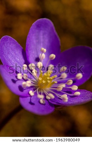 Hepatica flower in the forest	