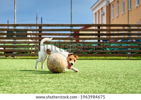 Dog Play with football ball on green grass
