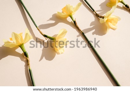 Blank card mockup on light pastel background with moody narcissus flowers shadows and copy space, close-up top view.