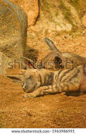 A Couple Spotted Hyena Sleeping
