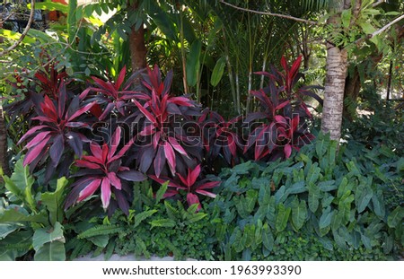 Close up Cordyline or Ti plant or Dracaena Palm tree and many plants in garden with morning light. 
