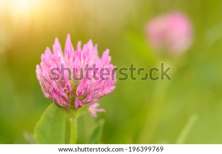 Closeup photo of a red clover on the field