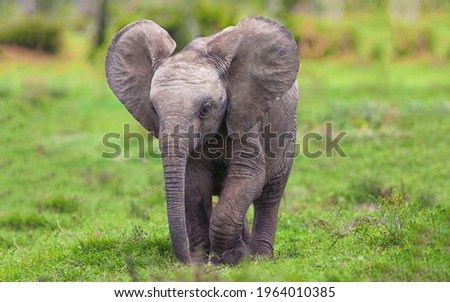 The picture of baby elephant at zoo