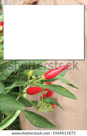 green plant has red flower fruit on brown canvas background with white empty space in Background mock up with a place for text copy space