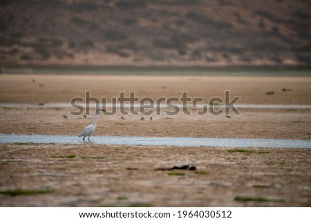photo of a egret, a white bird