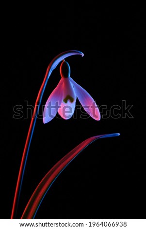 Snowdrop in pink and blue neon light isolated on black background.