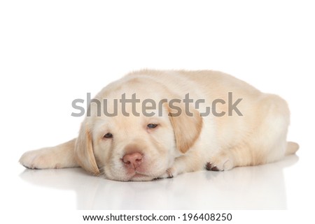 Golden retriever puppy sleep on a white background