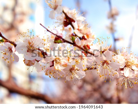 Blurred background. Flowers on a tree branch.Bright floral background. Bright wallpaper