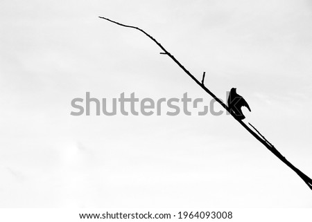 Monochrome picture of a bird singing on a dry tree branch