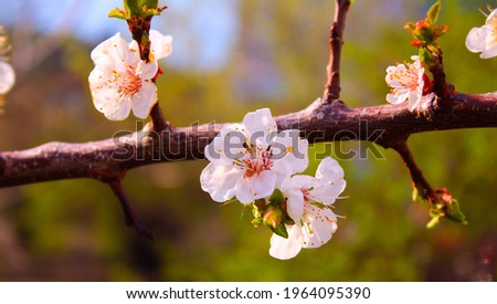 Blurred background. Flowers on a tree branch.Bright floral background. Bright wallpaper
