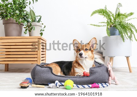 Cute dog with different pet accessories at home Royalty-Free Stock Photo #1964101918