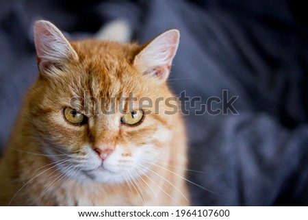 Ginger cat with yellow eyes looking at the camera angry and offended. Gray background  with space for text