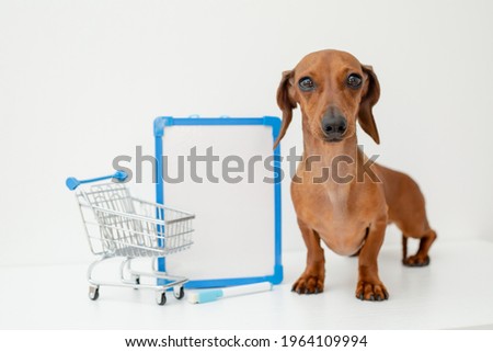 dachshund dog sits next to a white blank board and a shopping basket on a white background. space for text
