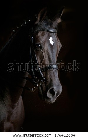 dressage horse