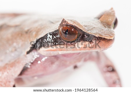 A close up head shot of a female white-lipped horned toad, Xenophrys major, on a white background. Royalty-Free Stock Photo #1964128564