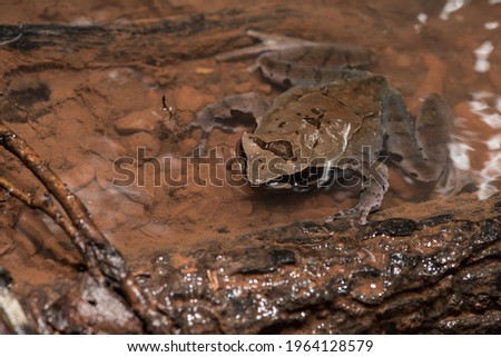 A female white-lipped horned toad, Xenophrys major, in a rocky stream.  Royalty-Free Stock Photo #1964128579