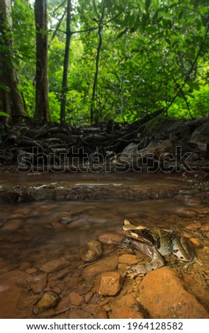 A female white-lipped horned toad, Xenophrys major, in a rocky stream.  Royalty-Free Stock Photo #1964128582