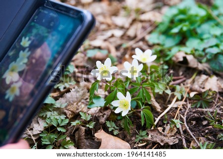 taking picture of anemone in blossom on a mobile phone                              