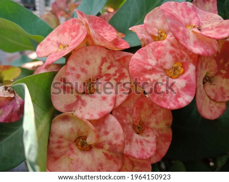 Beautiful flowers of Euphorbia milii plant in the garden