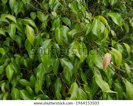 Fresh green leaves background of Ficus benjamina plant