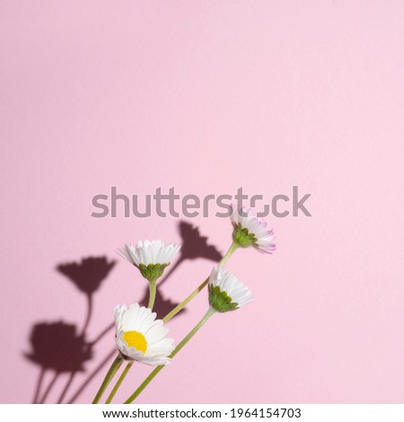 some daisies with their hard shadow on a pink background
