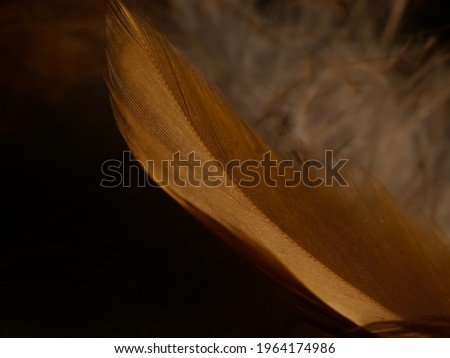 A closeup shot of an orange feather texture