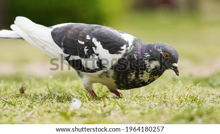 A picture of a pigeon living in a park in Korea.                               