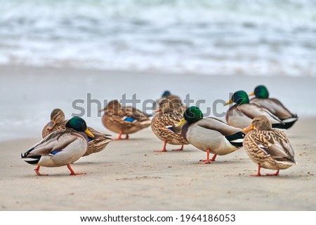 Mallard waterfowl birds on coastline near Baltic Sea. Anas platyrhynchos, mallard duck.