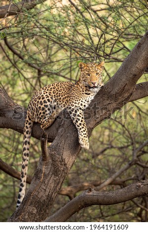 wild male leopard or panther on tree trunk with eye contact in natural green background at jhalana forest or leopard reserve jaipur rajasthan india - panthera pardus fusca