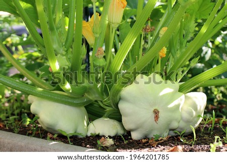 The young and mature fruits of the white scallop squash lie on the ground. A patisson plant bush with yellow flowers and different sized pattypans grows in the garden bed. It's summer and sunny.  Royalty-Free Stock Photo #1964201785