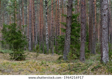 A landscape in the shade of a spring pine forest on a cloudy day with light clouds, where trees of different species meet, and the ground is still covered only with evergreens.