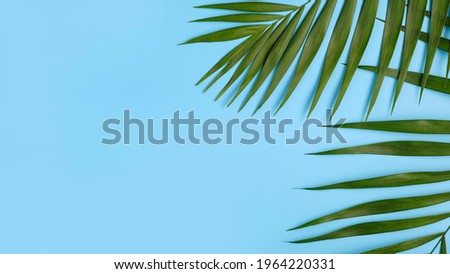 Green palm leaves on a bright blue background with place for text. Flat lay, top view. Minimal summer exotic concept with copy space