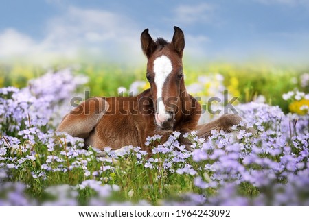 Sweet little sleeping chestnut foal baby horse outside on a lawn in spring flowers meadow Royalty-Free Stock Photo #1964243092