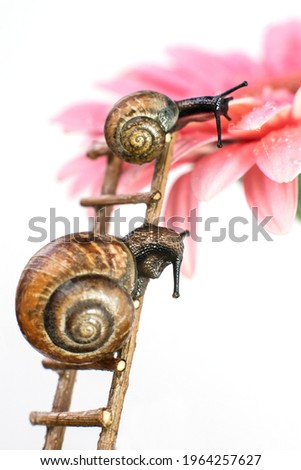 macro photo of two snails crawling up a ladder on a gerbera flower