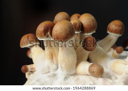 Micro growing of Psilocybe Cubensis on black background. Mycelium block of psychedelic psilocybin mushrooms Golden Teacher. Macro view, close-up. Micro-dosing concept.