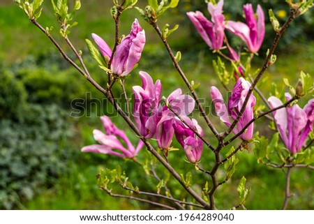 Large pink flowers of Magnolia Susan (Magnolia liliiflora x Magnolia stellata) against blurred background of greenery of garden. Selective focus. Blooming landscape garden. Nature concept for design.