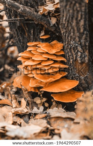 Orange edible mushrooms flammulina velutipes on dark wood.