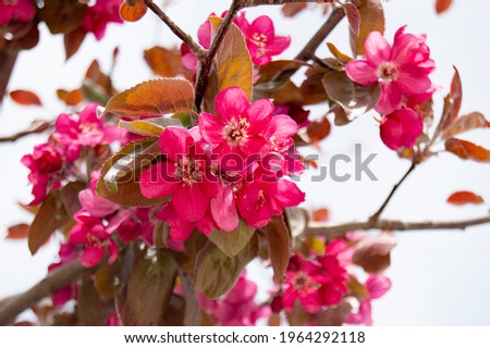 pink flower on spring tree branch