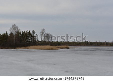 A landscape of a forest lake, with melting gray ice, against the background of the protruding opposite shore with a mixed spring forest and lake reeds on a cloudy day under a sky with light clouds.