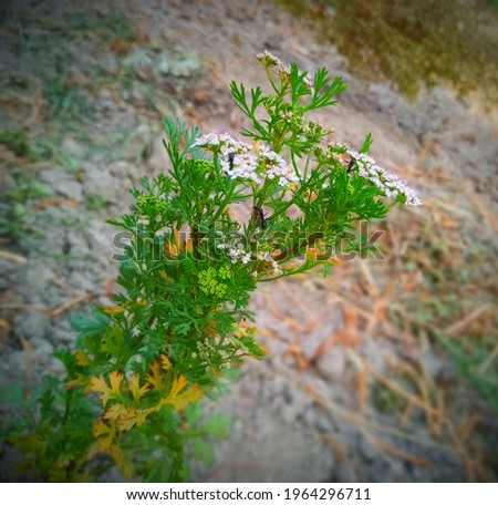 this is a beautiful plant of coriander on which there is ant climbing which is soo beautiful. 