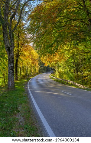 Country road through beech forest in autumn, near Weilheim, Upper Bavaria, Bavaria, Germany, Europe Royalty-Free Stock Photo #1964300134